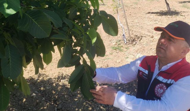 Seydim Köyü’ndeki ceviz bahçeleri incelendi