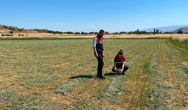 Dodurga'da yem bitkileri hasat sonrası kontrolden geçti