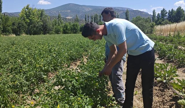 Hibrit domates tarlalarında teknik inceleme yapıldı