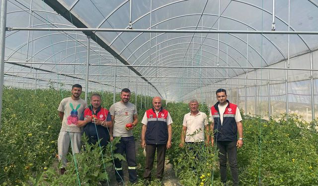 Örtü altı domates üretimi sıkı denetimden geçiyor