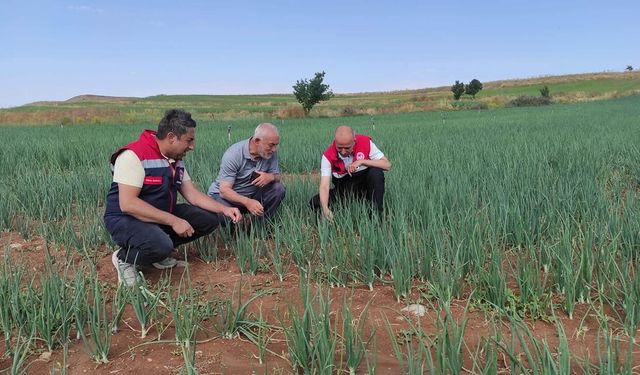 Alaca’da tarım arazileri CBS ile mercek altına alındı