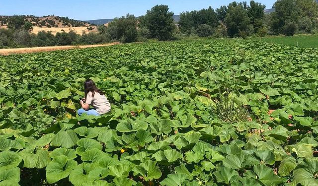 İncesu’da bal kabağı tarlaları hastalık ve zararlılara karşı kontrol edildi