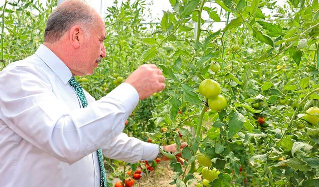 Vali Çalgan Figani’de seraya girdi, dalından domates topladı