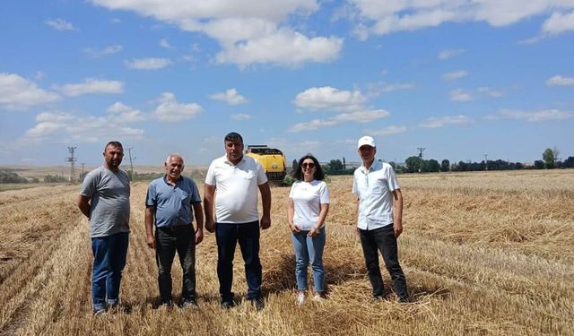Alaca’da Arnova çeşidi buğdayın hasadı başladı