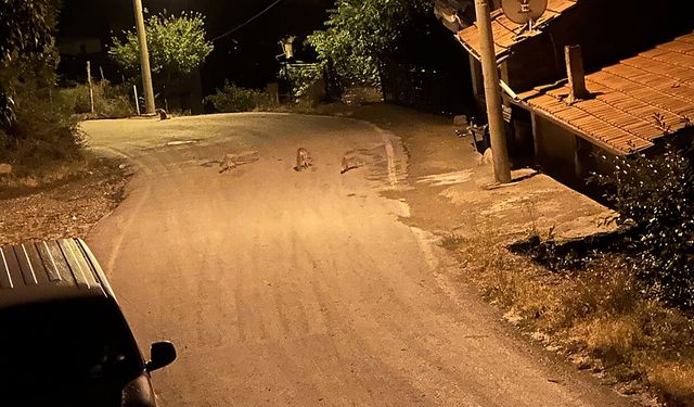 Çorum'da sokakta oynayan 4 tilki cep telefonu ile görüntülendi