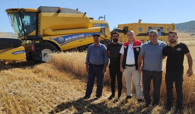 Çorum'da ‘sarı altın’ hasadı devam ediyor