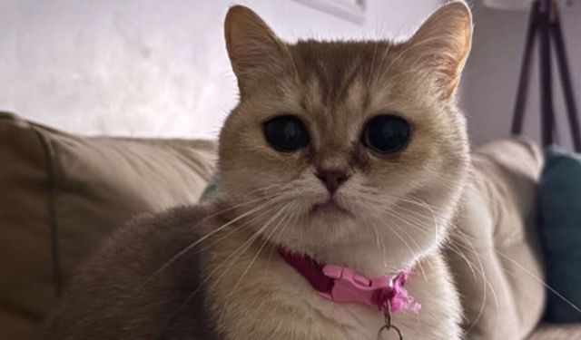 İskilip’te Badem isimli kedi kayboldu