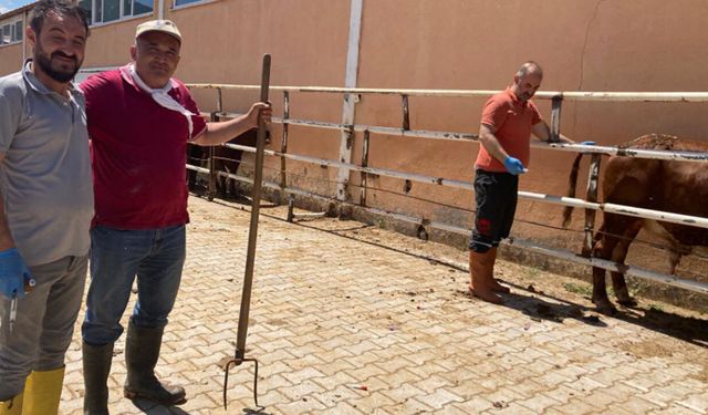 Dodurga’da ithal besilik hayvanlara sağlık kontrolü