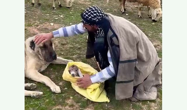 Cep telefonu kamerasına yansıyan mucize: Kırsalda doğan kuzuya kangal anneliği