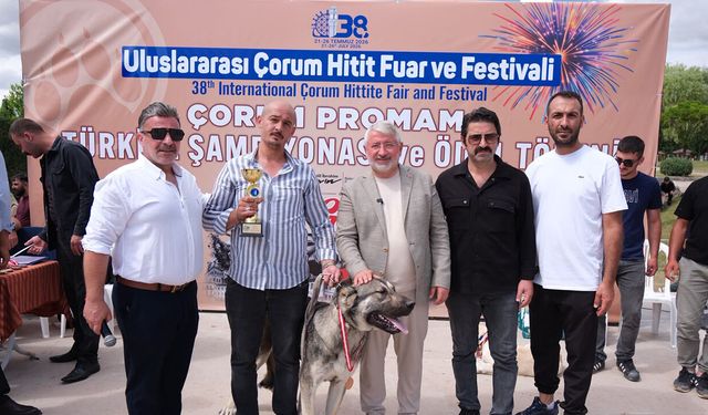 Çorum’da Türk çoban köpekleri görücüye çıktı: Yaklaşık 100 yerli ırk podyuma indi