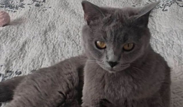 Kayıp kedi Paris aranıyor