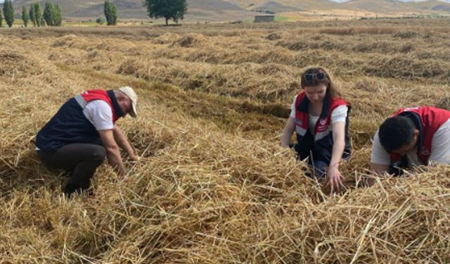 Mecitözü’nde biçerdöver kontrolleri sürüyor