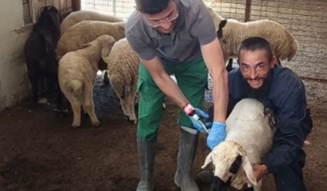 Çorum’da küçükbaş hayvanlarda aşılama ve küpeleme çalışmaları sürüyor