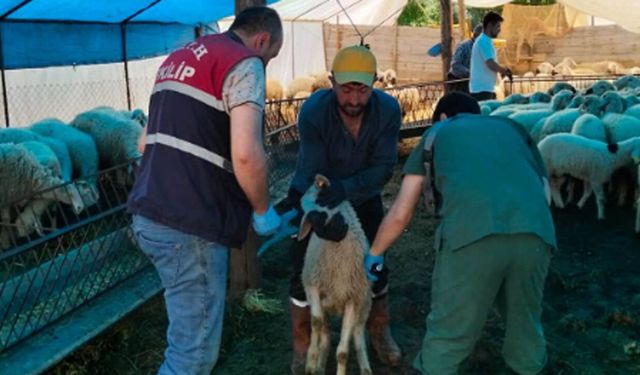 Çorum’da tarım ve hayvancılık işletmeleri sahada inceleniyor