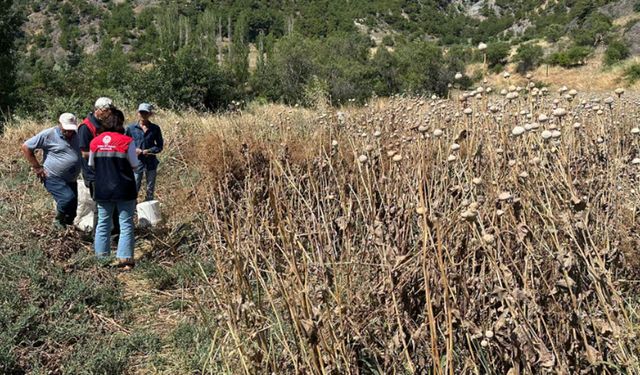 Dodurga’da haşhaş kırımı yerinde incelendi