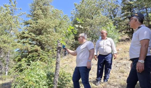 Bayat’ta 600 menengiç ağacı daha Siirt fıstığıyla buluşturuluyor