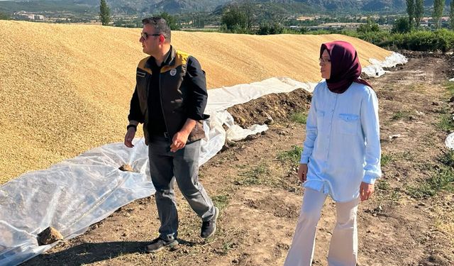 Osmancık TMO’da hububat alımları devam ediyor: Hedef 17 bin ton
