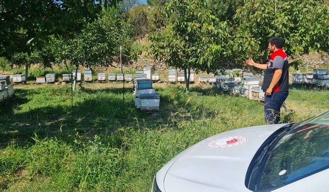 Çorum'da arıcılara destek için sahada kovan kontrolü