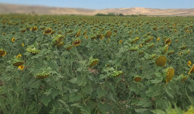 Sungurlu’da ayçiçeği tarlaları kontrol ediliyor