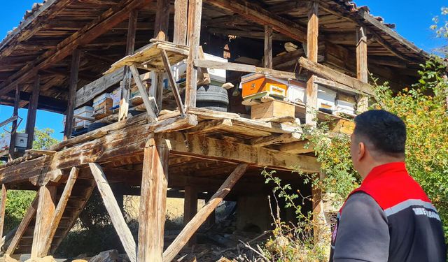 Çorum'da arı varlığı için saha denetimi sürüyor