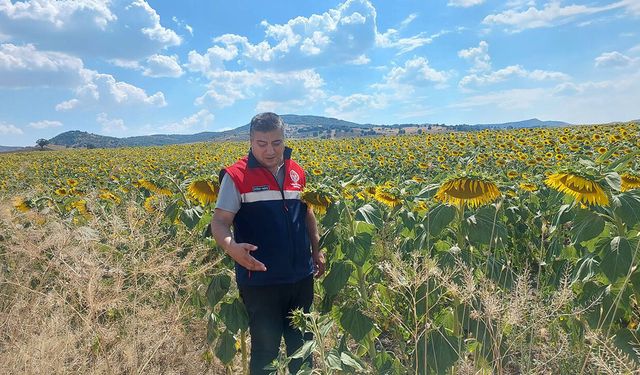 Çorum'da tarımsal üretim referans parsellerle takip ediliyor