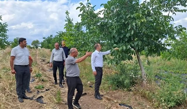 Atıl araziler üretime kazandırıldı: Bakın ne yetiştiriliyor?
