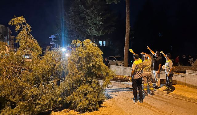 Çorum'da rüzgarın şiddetine dayanamayan ağaç yola devrildi