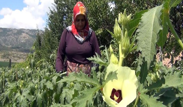 Aracı yok, doğallık var: Çiftçi hem üretiyor hem satıyor