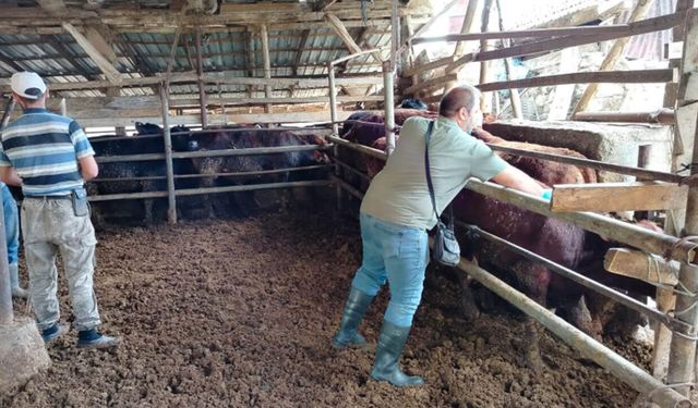 İskilip’te İthal Hayvanlara Yönelik Kontrol ve Aşılama Çalışmaları Sürüyor