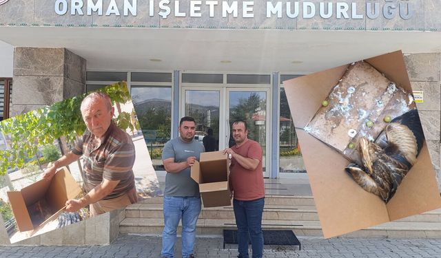 Çeltik tarlasında gizemli misafir: Yaralı halde bulundu