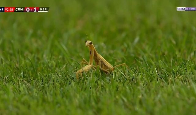 Futbol Sahasında Peygamber Devesi Görmek Ne Anlama Geliyor?