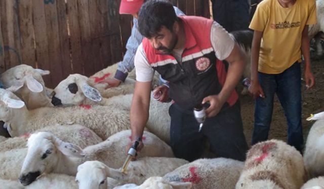 Küçükbaş hayvanlarda aşılama çalışmaları sürüyor
