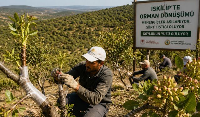 Yüzde 90 Başarı Sağlandı! İskilip Köylüsüne "Fıstık" Gelir Kapısı olacak