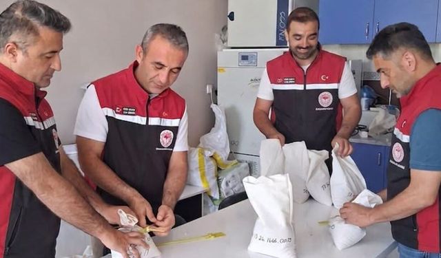 Çorum’da 25 bin ton sertifikalı tohum üretimi bekleniyor