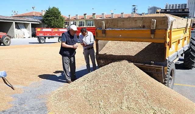 Alaca Ticaret Borsası’nda buğday fiyatı 17,50 TL’ye yükseldi