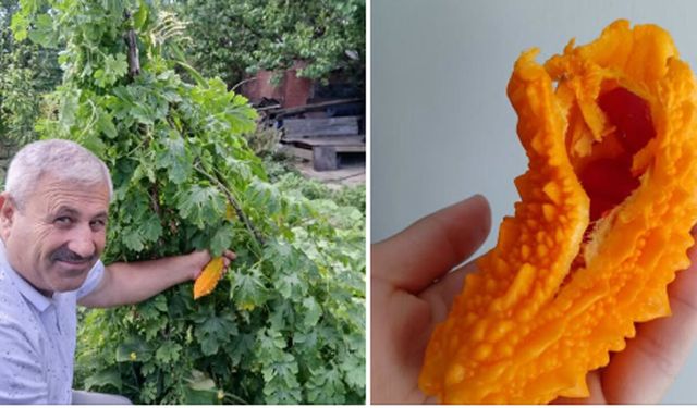 Sungurlu’da kudret narı yetiştirildi