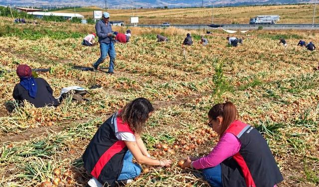 Çorum’da soğan tarlalarında hasat kontrolleri yapıldı