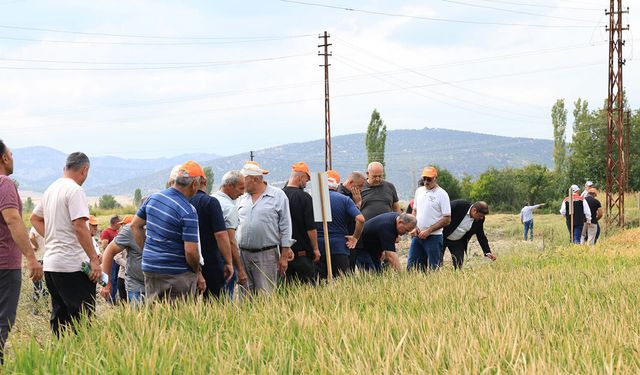 Osmancık’ta çeltik tohumu deneme sahası tanıtıldı