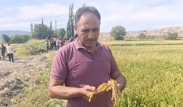 Çeltik üreticisinde fiyat endişesi