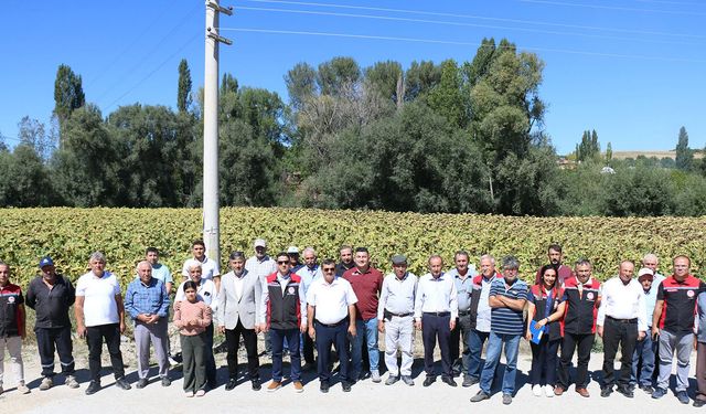 Çorum'da yağlık ayçiçeğinde bereketi müjdesi: Dekarda 350 kilogram verim bekleniyor
