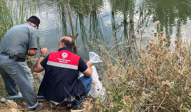 Dodurga'da gölete yavru balık bırakıldı