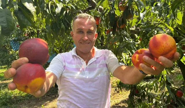 Ağustosta ağaçları keseceklerdi, simdi kapış kapış gidiyor: Tarladaki o ürün 4 katına fırladı!