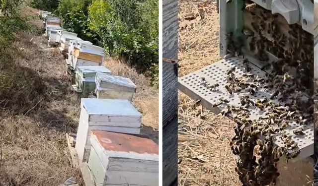 Çorum'un bu ilçesinde arılı kovanlar tek tek tespit edildi