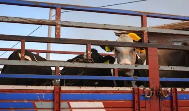 Canlı hayvan nakil yönetmeliği değişti: Kesimhanedeki o uygulama tamamen bitti mi?