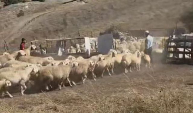 Küçükbaş hayvanlara aşı ve küpeleme çalışması yapıldı