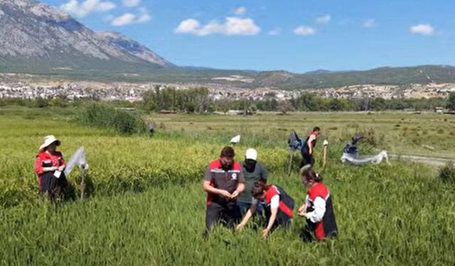 Osmancık 97’ye kuraklık ve tuzlulukta yerli destek