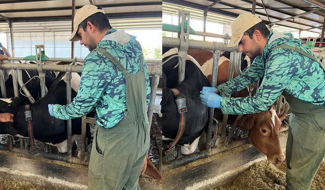 Osmancık’ta ari işletmelerde hastalık taraması yapıldı