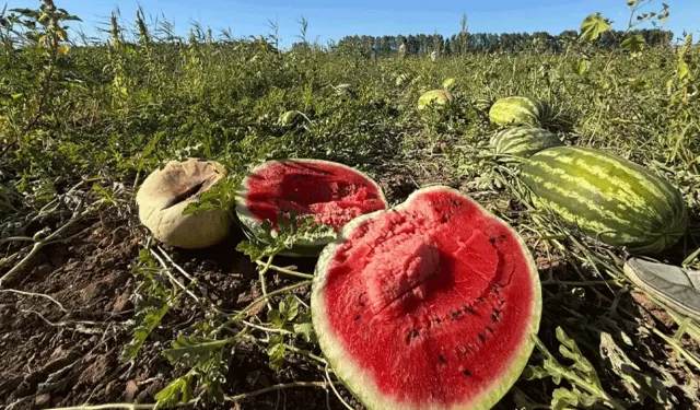 Tarlada heba olan binlerce ton karpuz! Üretici çareyi bu ilginç yöntemde buldu