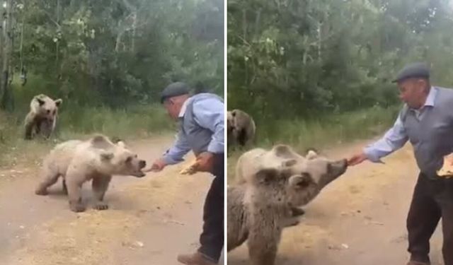 Yaşlı adam tehlikye aldırmadı ayılarla burun buruna geldi!