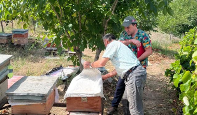 Mecitözü’nde arılı kovanlar tek tek sayılıyor